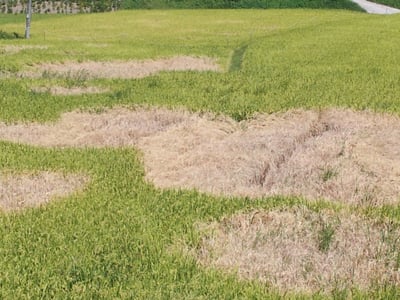 Rice hopper